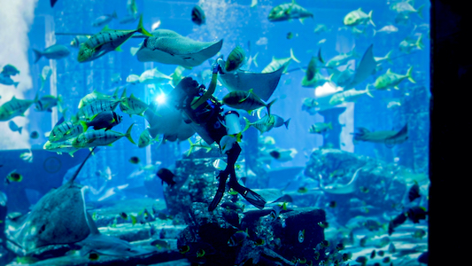 迪拜亚特兰蒂斯成为中东首个被AZA协会认证的水族馆
