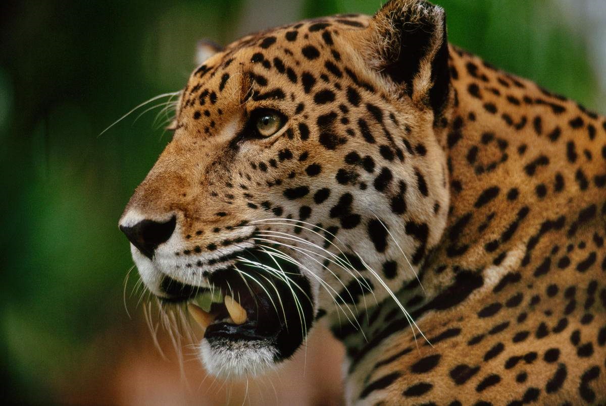 Two zookeepers attacked by jaguar at Al Ain Zoo