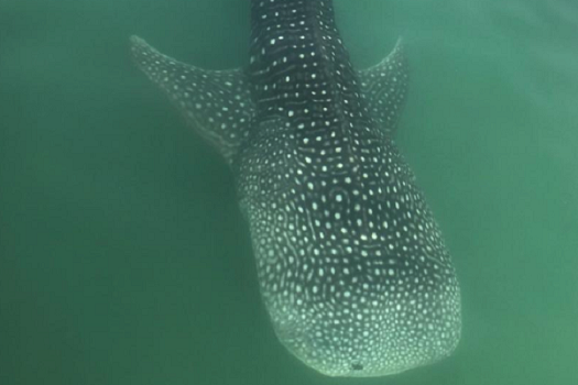 Abu Dhabi beach closed to swimmers after whale shark sighting